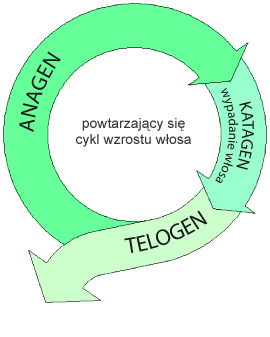 Cykl powstawania włosa